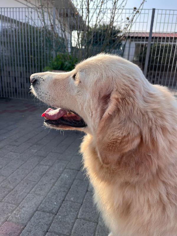 SALOMONE MAREMMANO Foto 3